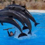 Navštivte na ostrově Tenerife Loro Park